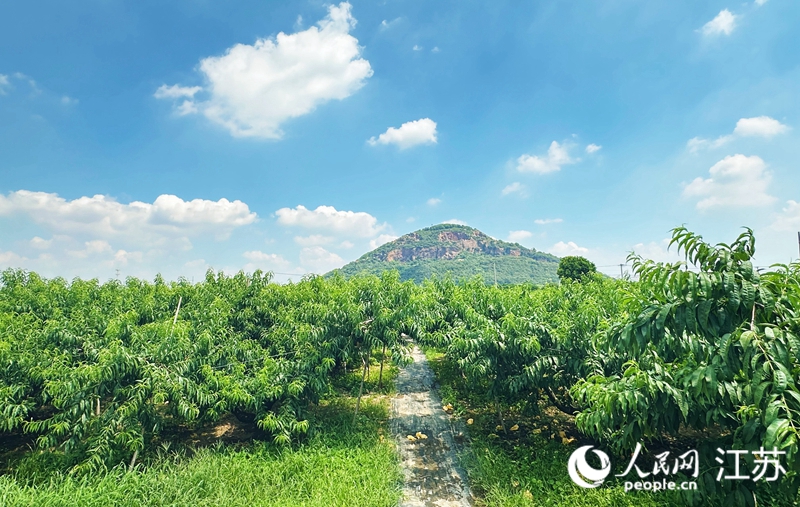 蔡盼紅家位于陽(yáng)山腳下的30畝桃園。人民網(wǎng) 周夢(mèng)嬌攝