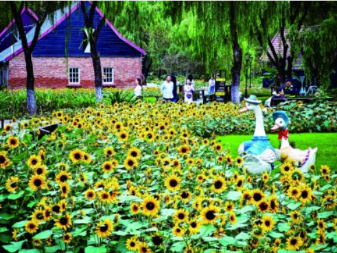 南京綠博園內(nèi)向日葵綻放 吸引眾多游客拍照打卡