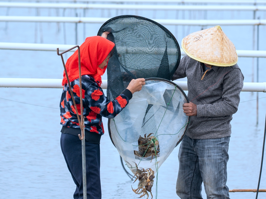 在興化市新垛鎮(zhèn)孫家村螃蟹養(yǎng)殖基地，蟹農(nóng)正在捕撈大閘蟹。周社根攝