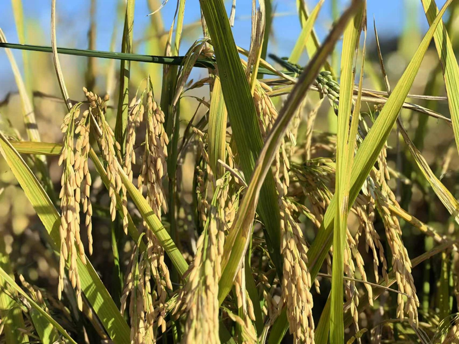 岔河鎮(zhèn)水稻種植基地內(nèi)，水稻進(jìn)入成熟期。孫靜攝