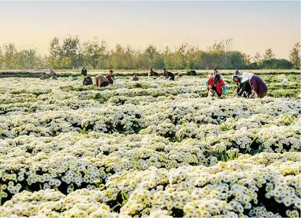 菊花采摘現(xiàn)場。響水縣委宣傳部供圖